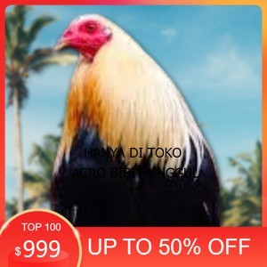 

telur ayam philipin asli AK47 bisa untuk di tetaskan vertil ori agro.bibit.unggul