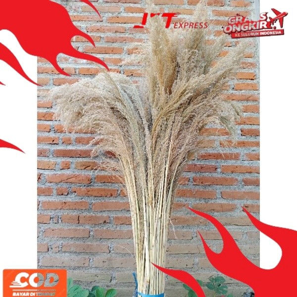 NEW TREND Pampas Bulu/Dried Pampas Bulu Lokal/Pampas Grass/Bunga Kering Aestetic RIO