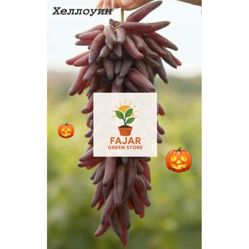 Bibit anggur importHalloween Ukraina. bibit anggur unggul, bibit anggur murah FAJAR GREEN STORE