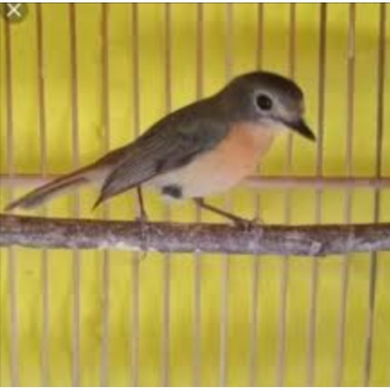 TLEDEKAN GUNUNG BETINA BUAT CAS/TERNAK