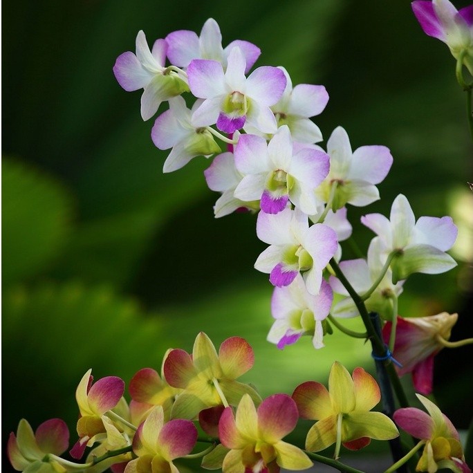 MURAH Anggrek Dendrobium Dewasa