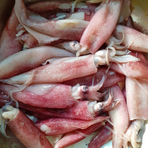 

Cumi Segar 500gr | Sayur Segar Medan