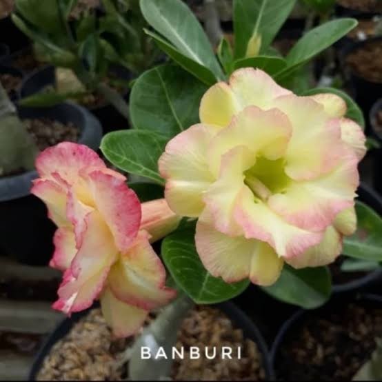 Bibit Adenium Bunga Tumpuk ID BANBURI Kamboja Jepang