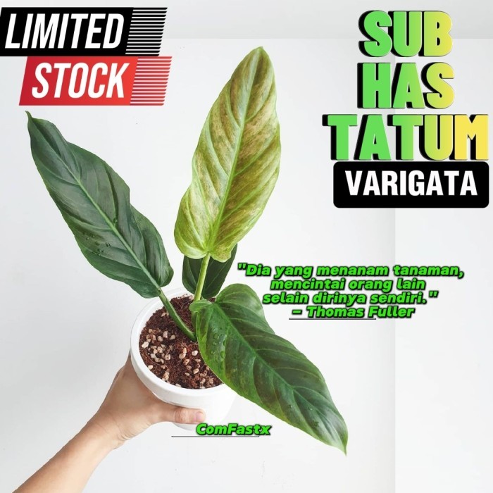 philo Subhastatum varigata