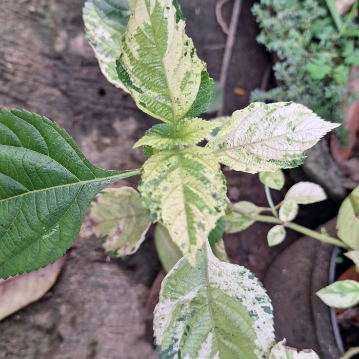 lantana camara varigata  tanaman hias bahan bonsai hias unik outdoor