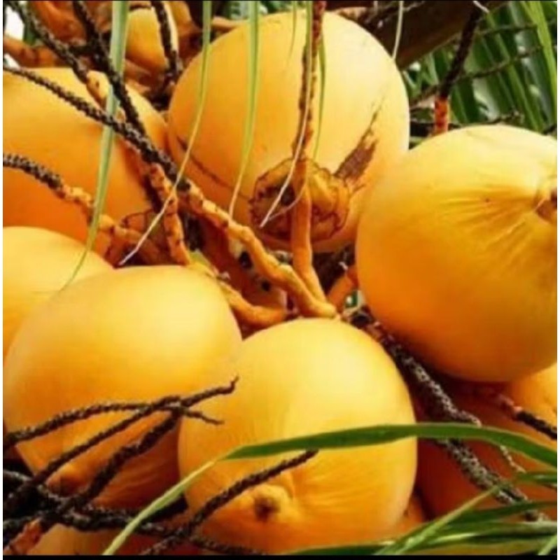 

KELAPA GADING MUDA SEGAR ready stok
