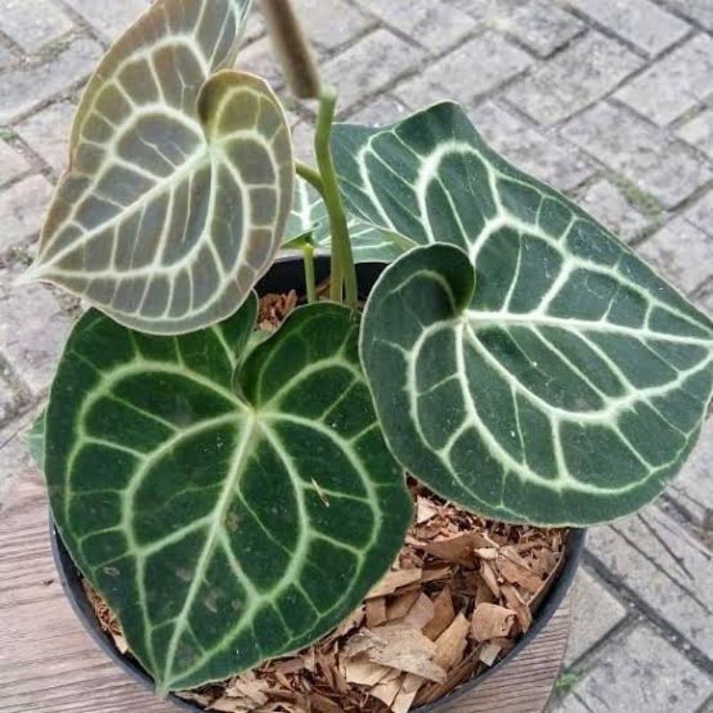 ( BISA COD ) Tanaman Hias Anthurium Kuping Gajah Tarantula / Tanaman Indoor Anturium Tarantula Tanam