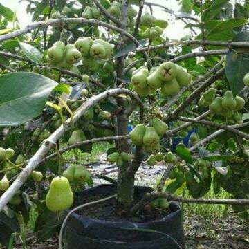 

IMRON PRIBADI Bibit Jambu madu Deli hijau 80 cm