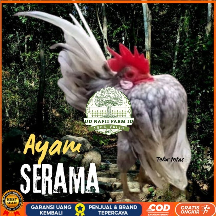 

telur ayam Serama kontes asli pendek bisa di tetaskan original berkualitas UD NAFII FARM ID