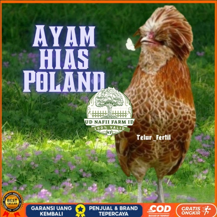 

telur ayam hias Poland bisa untuk di tetaskan original berkualitas UD NAFII FARM ID