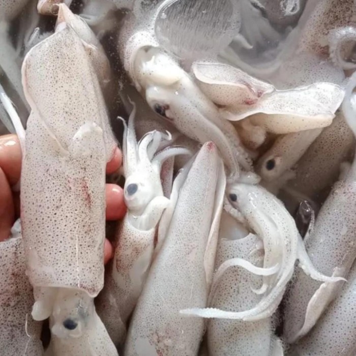 

Cumi Cantik Fresh Beku Mulai 250 gram