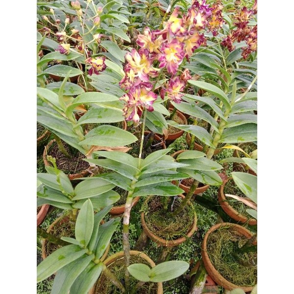 Anggrek Dendrobium Mawar  Jumbo