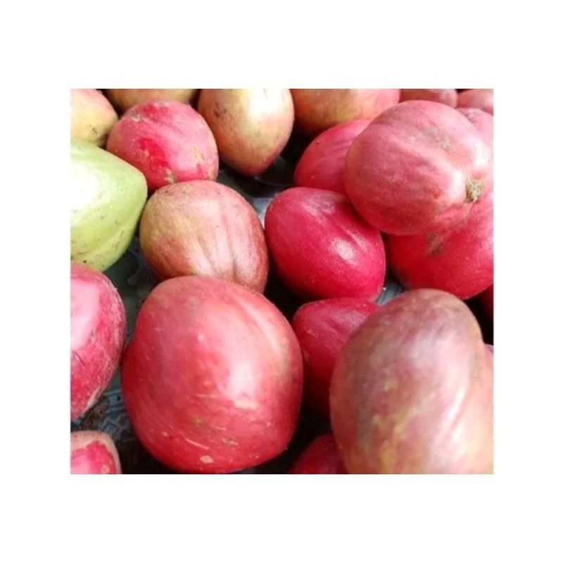 

buah mahkota dewa merah segar.