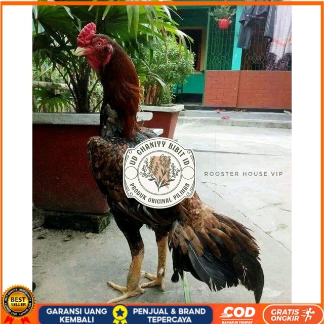 

telur tetas ayam aseel original berkualitas UD GHANIYY BIBIT ID