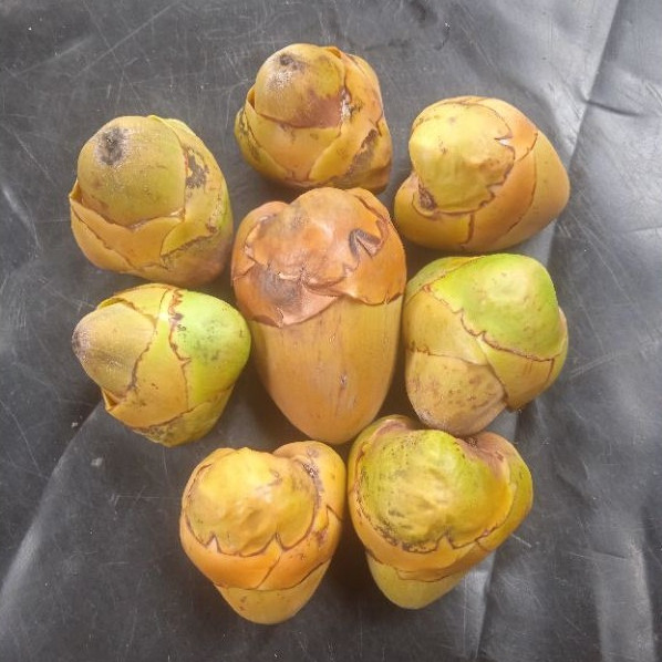 

10 Pcs Bluluk Kelapa Muda Segar – Buah Alami Kaya Manfaat untuk Kesehatan