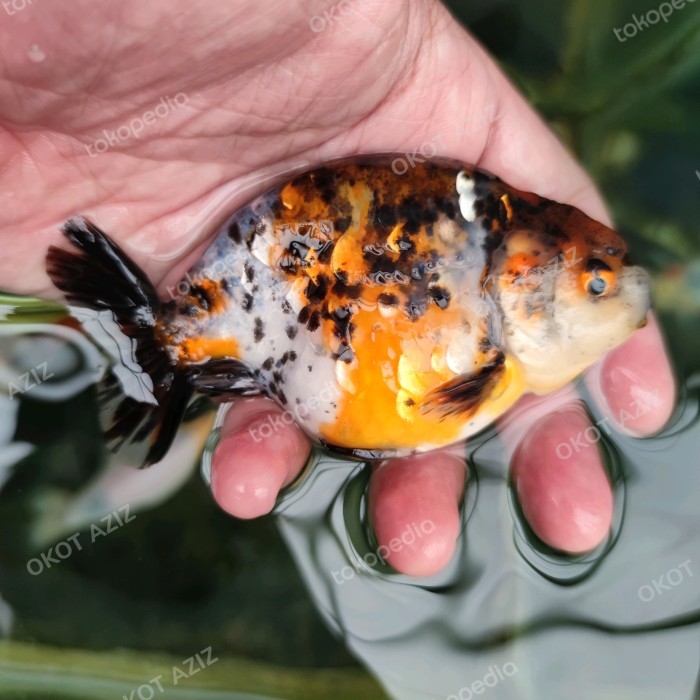 maskoki mas koki Ranchu calico