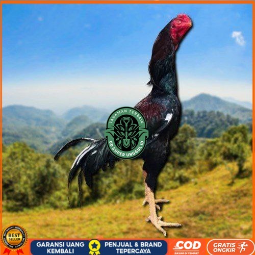 

telur tetas ayam shamo ukuran besar UD_SUPER_UNGGUL_ID
