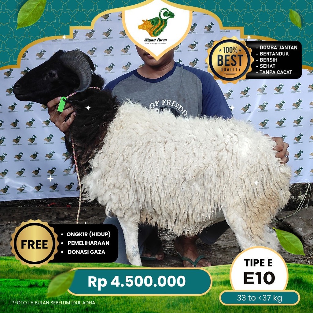 

Domba Qurban, Tipe E - E10. Bobot 33 sd 37Kg