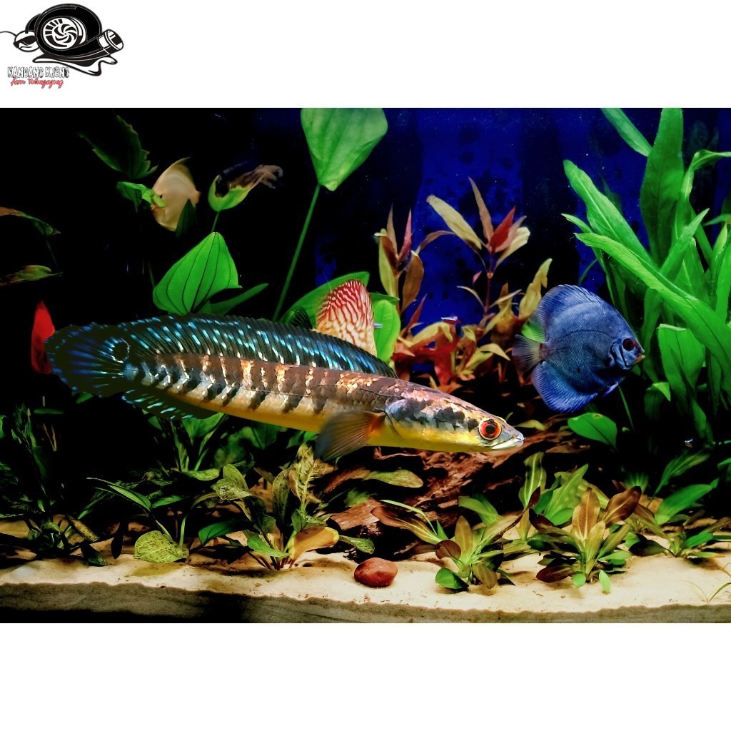 GARANSI 100% CHANNA MARU YELLOW SENTARUM 25 CM BAHAN KONTES GRADE A PLUS