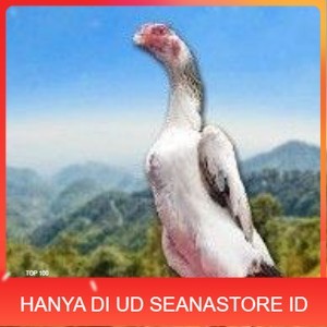

telur tetas ayam shamo aduan vertil super garansi UD SEANASTORE ID