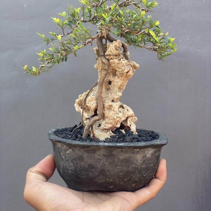 Bonsai Cendrawasih on the rock,Siap pajang