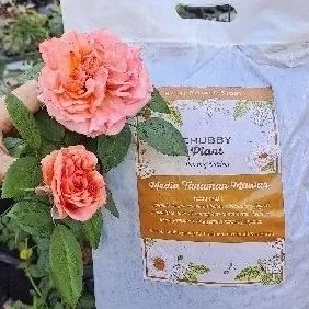 chubby plant media tanam metan tanaman mawar david austin siap pakai kompos alami import david austi