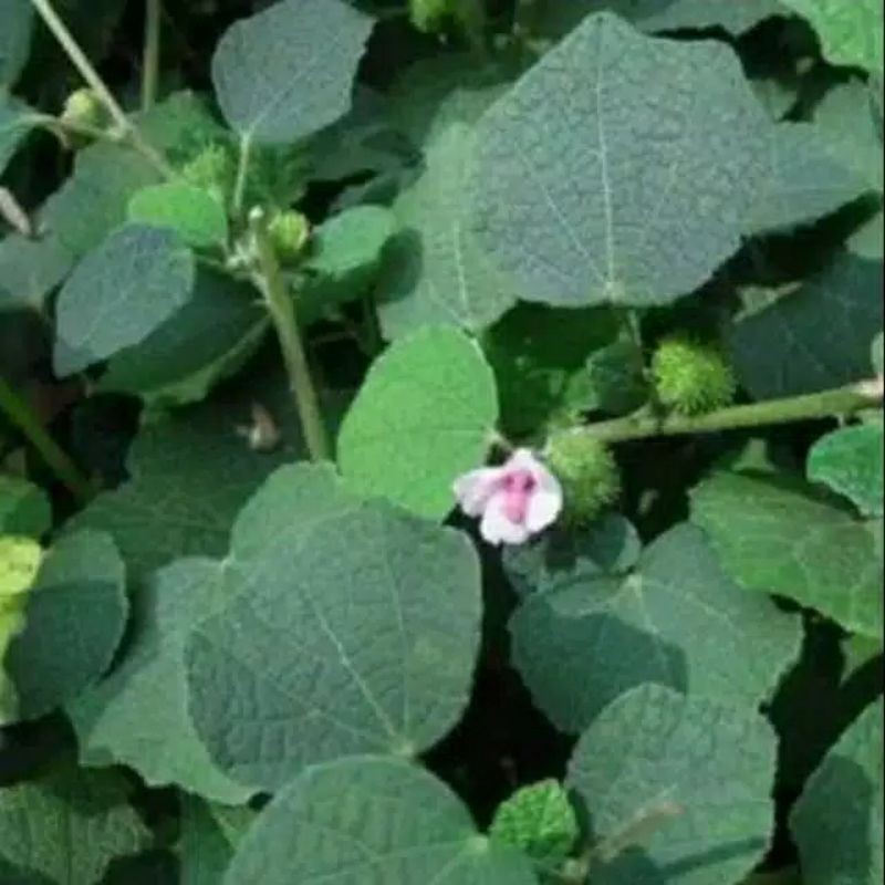 

SAHABATANI Daun Pulutan segar 200 gr/ petik langsung