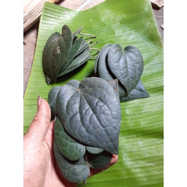 

Daun sirih hitam asli hutan 50 lembar