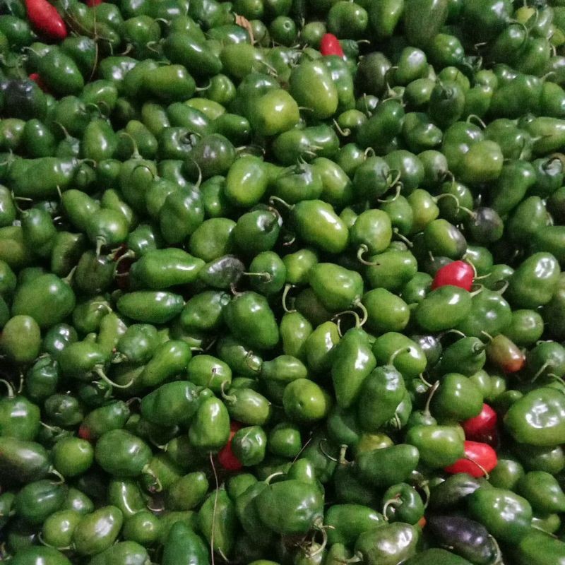Cabe Gendot Segar 1kg Petani Lokal Harga Murah