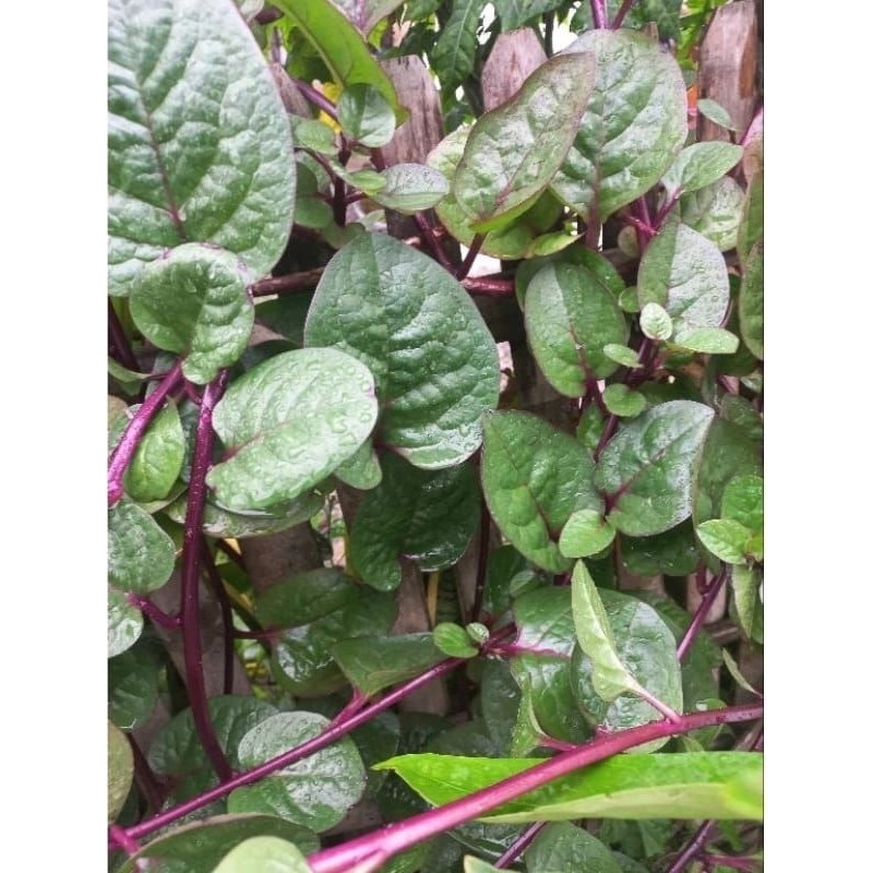 

Gelaskosong11 100 Lembar Daun Binahong Merah Press Petik Langsung Saat Di Pesan