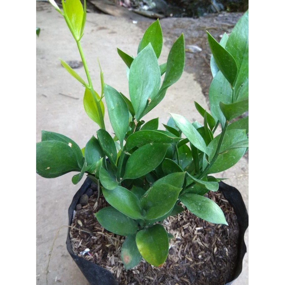 Tanaman Bunga Hias RUSKUS Berakar Di Dalam Polybag - Bibit Tanaman Bunga Hidup Daun Ruscus