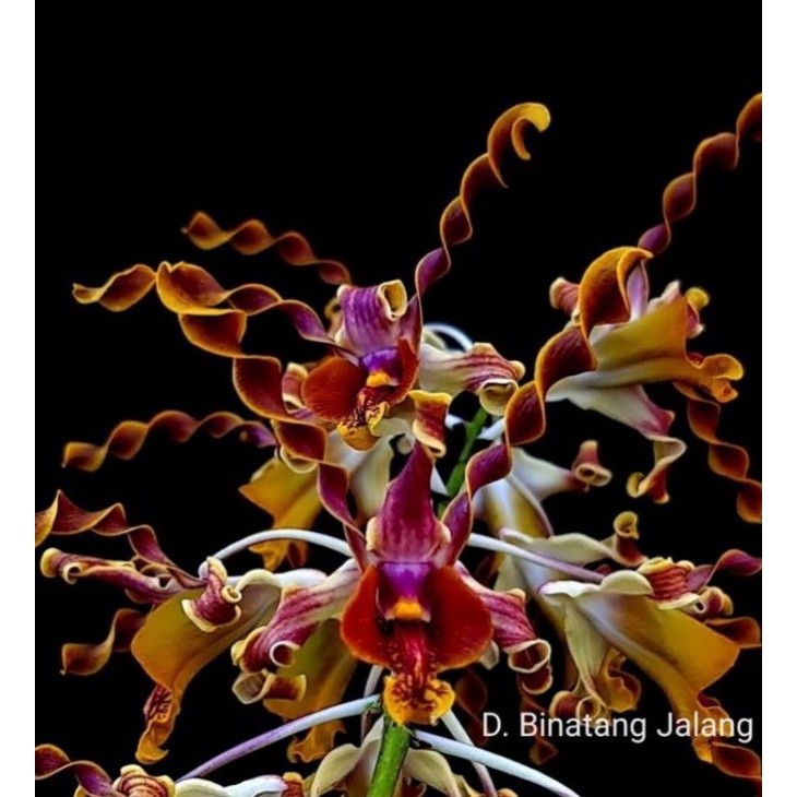 MURAH Dendrobium binatang jalang