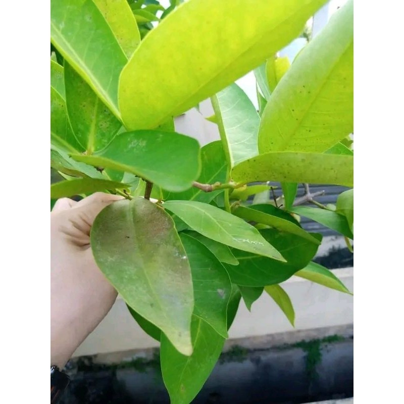 

COD !!! 100 LEMBAR DAUN JAMBU AIR SEGAR