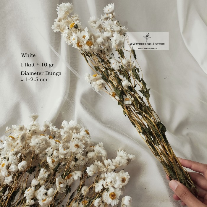 10 gr Dried Rodanthe Flower / Dried Daisy Rodanthe / Bunga Kering - Pink