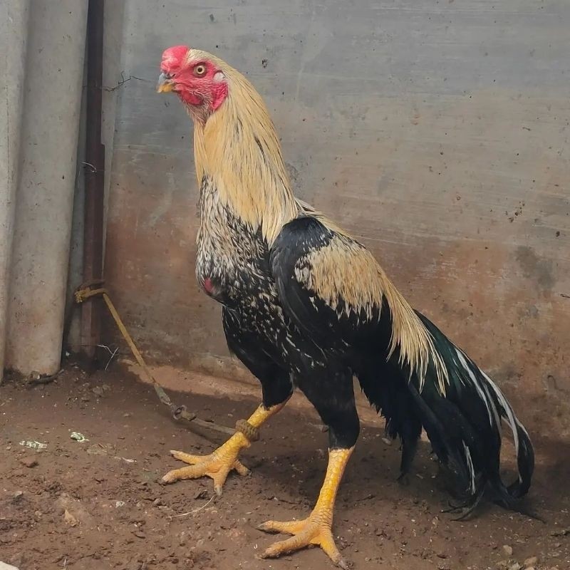 

jual telur ayam asel murgga paket 4 butir