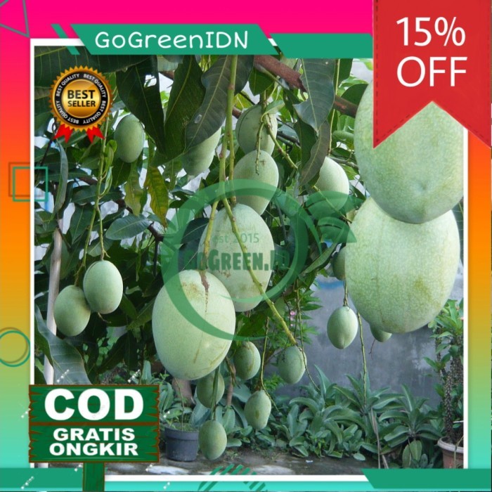 Bibit Tanaman Buah Mangga Lalijiwo