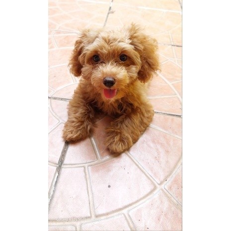 poodle fawn female cewek betina kaki pendek stambun toy vaksin komplite