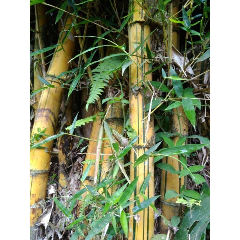 Bibit Bambu kuning,Ampel kuning
