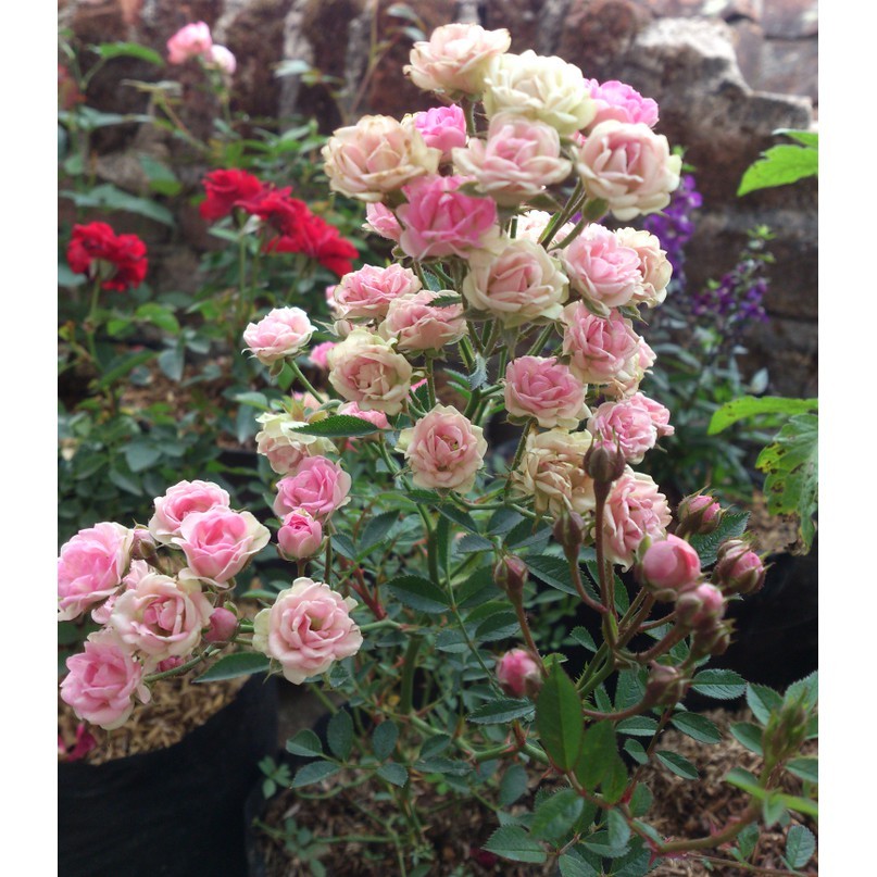 Bunga MAWAR BABY ROSE BERBUNGA - Tanaman Hias Bunga Hidup Babyrose - Bunga Mawar Baby Rose - Mawar M