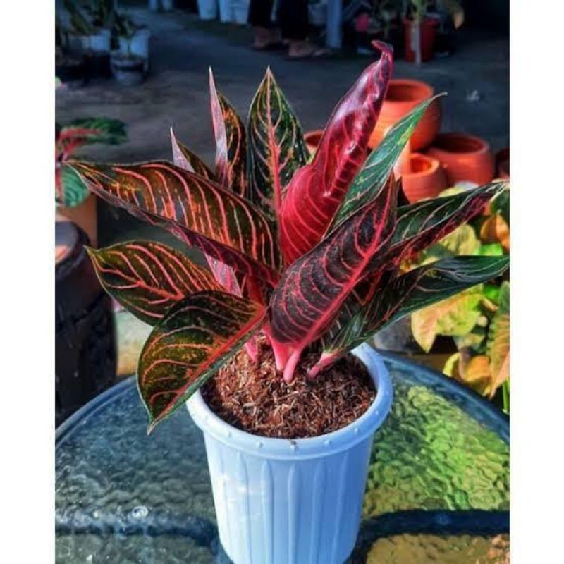 ( BISA COD ) Tanaman Hias Aglonema Red Sumatra Dewasa Rimbun Banyak Daun Bunga Hias Aglaonema Red Su