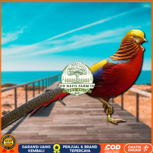 

telur ayam hias golden pheasant asli bisa untuk di tetaskan UD NAFII FARM ID