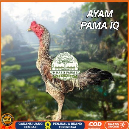 

telur ayam Pama iq untuk di tetaskan UD NAFII FARM ID