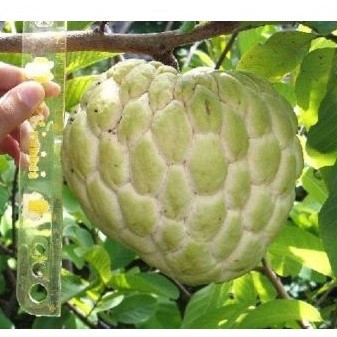 Bibit Tanaman Buah Srikaya Jumbo - Bibit Buah Srikaya