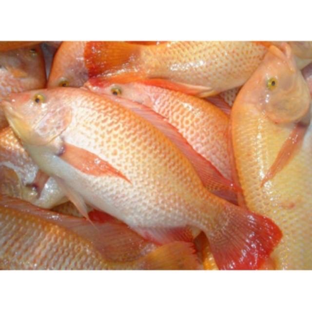

PASAR ONLINE MURAH - IKAN NILA MERAH SEGAR 500gr