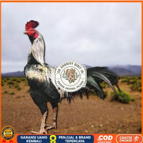 

telur ayam pama ninja original untuk di tetaskan berkualitas unggul UD GHANIYY BIBIT ID