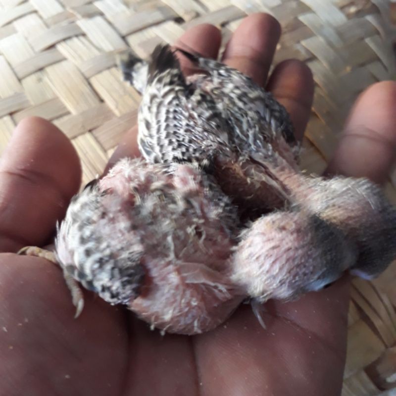 burung parkit lolohan