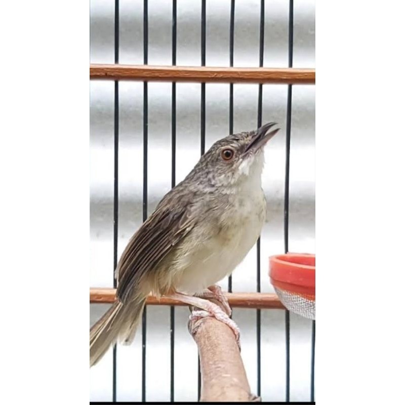 BURUNG CIGUN GACORAN ( MASTERAN )