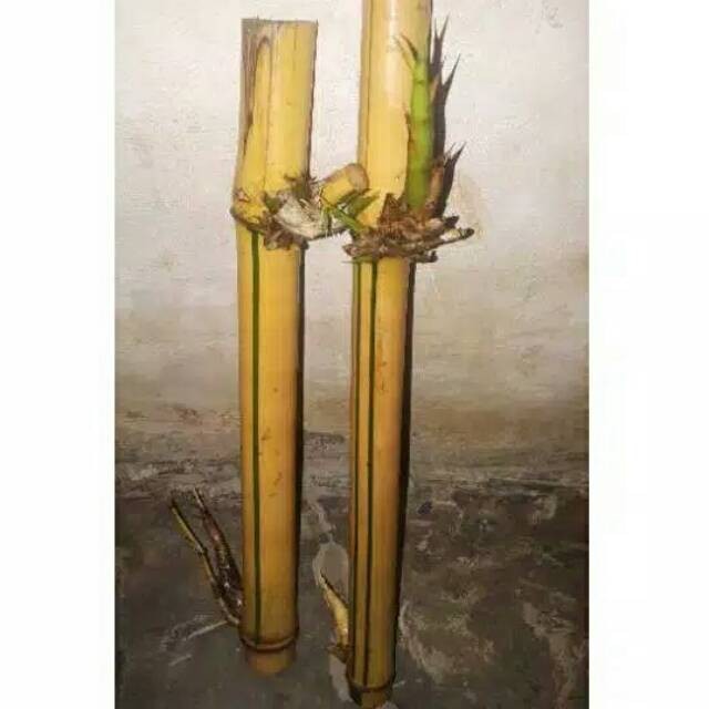 Bibit Bambu Kuning Jenis Besar