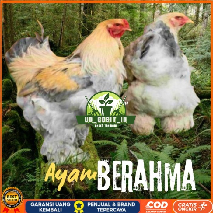 

telur ayam hias Berahma siap tetas original berkualitas UD_GOBIT_ID