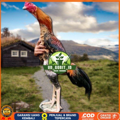 

telur tetas ayam oshamo besar UD_GOBIT_ID